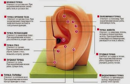 Masajul urechilor - ezoterica si auto-cunoastere