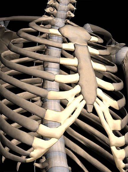 Procesul alungit al sternului a crescut si doare, cum sa fie, centrul sanatatii umane