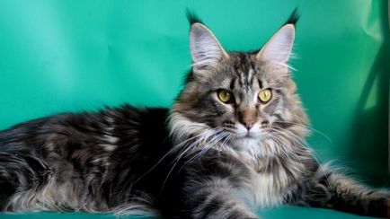 Maine Coon - îngrijire și conținut