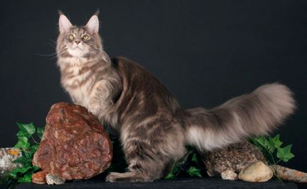 Maine Coon - îngrijire și conținut