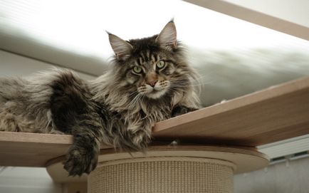 Maine Coon - îngrijire și conținut