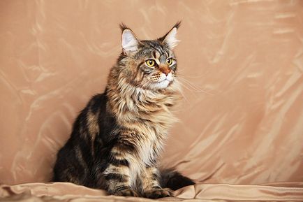 Maine Coon - îngrijire și conținut