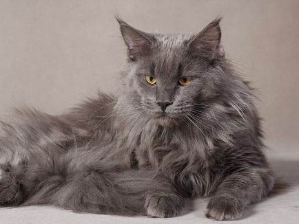 Maine Coon - îngrijire și conținut