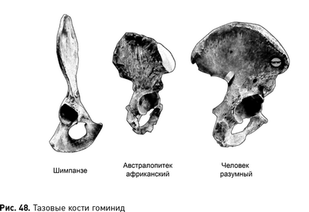 Міф № 47 ми не могли походити від мавпи, так як мавпі нема чого ходити на двох ногах! Їй і так