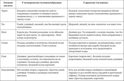 Міф № 47 ми не могли походити від мавпи, так як мавпі нема чого ходити на двох ногах! Їй і так