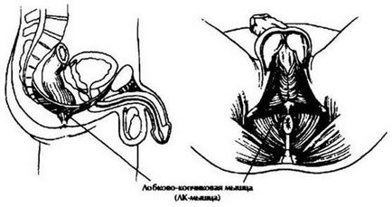 Potența musculară mușchiul pubic-coccygeal