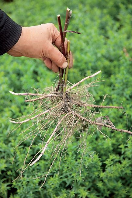 Aster perene - cele mai renumite soiuri și sfaturi pentru cultivare