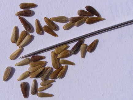 Aster perene - cele mai renumite soiuri și sfaturi pentru cultivare