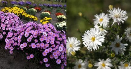 Aster de soiuri perene și particularități de cultivare