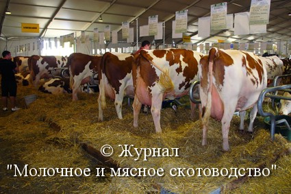 Молочне і м'ясне скотарство