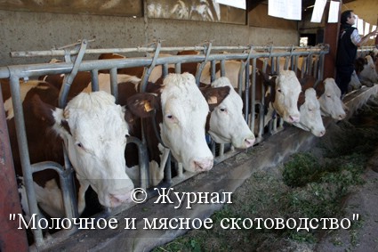 Молочне і м'ясне скотарство