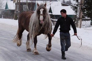 Este posibil să cumpărați un cal în Rusia pentru Avito și cum să îl păstrați