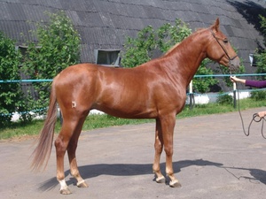 Este posibil să cumpărați un cal în Rusia pentru Avito și cum să îl păstrați