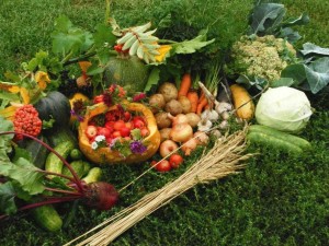Чи можна садити овочі і фрукти в повний місяць рекомендації