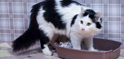 Наповнювач для котячого туалету - кіт вася - все про кішок