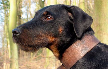 Descriere germană de vânătoare yagter terrier descriere, fotografie, descriere și îngrijire a rasei