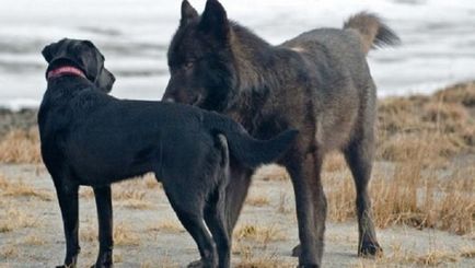 Незвичайна дружба дикого вовка і собаки