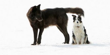 Prietenie neobișnuită a lupului sălbatic și a câinelui