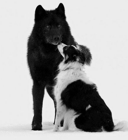 Незвичайна дружба дикого вовка і собаки