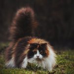 Норвезька лісова кішка (55 фото) шотландська порода, який окрас і характер, російська чорна,
