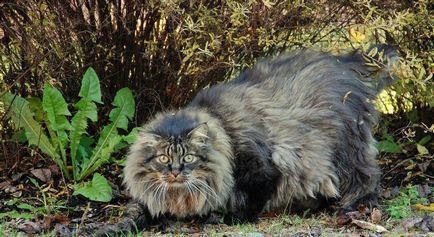 Pisica norvegiana de padure (55 fotografii) Rasa scotian, ce culoare si caracter, negru rusesc,