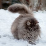 Norvég erdei macska (55 fotó) skót fajta, néhány szín és karakter, egy fekete orosz,