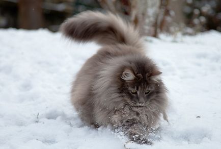 Norvég erdei macska (55 fotó) skót fajta, néhány szín és karakter, egy fekete orosz,