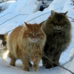 Норвезька лісова кішка (55 фото) шотландська порода, який окрас і характер, російська чорна,