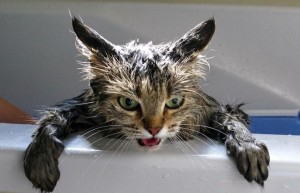 Trebuie să spăl pisicile?