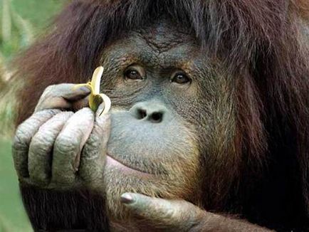 Maimuțele sunt lipsite de banane