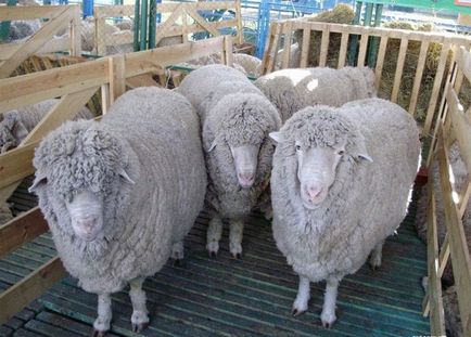 Про участь в xviii всеукраїнській виставці племінних овець і кіз