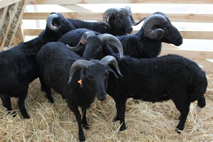 Про участь в xviii всеукраїнській виставці племінних овець і кіз