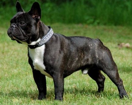 Privire de ansamblu asupra câinilor din descrierea rasei Bulldog francez a speciei, caracteristicile îngrijirii și fotografiei