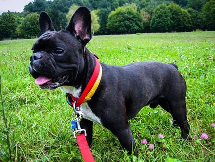 Огляд собак породи французький бульдог опис виду, особливості догляду та фото