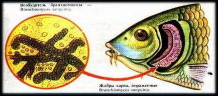 Revizuirea bolilor de pește de acvariu, infecții fungice, dermatomicoză