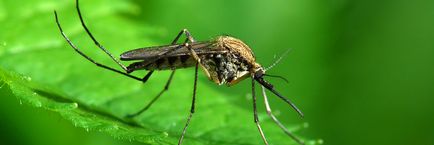Despre țânțari