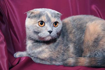 Забарвлення кішок - 30 травень 2014 року - кото-країна - розплідник бенгальських і шотландських кішок - два кота