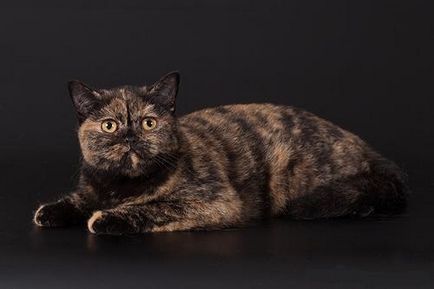 Забарвлення кішок - 30 травень 2014 року - кото-країна - розплідник бенгальських і шотландських кішок - два кота