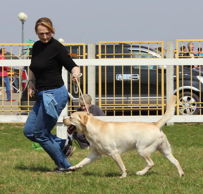 Labrador culori negru, lăcustă, ciocolată - labrador - pepinieră a unora dintre cele mai bune ciocolată și