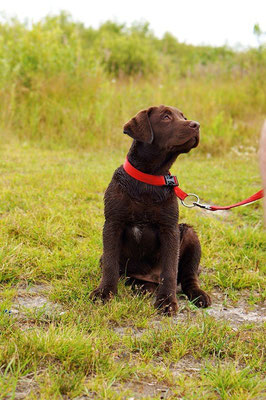 Labrador culori negru, lăcustă, ciocolată - labrador - pepinieră a unora dintre cele mai bune ciocolată și