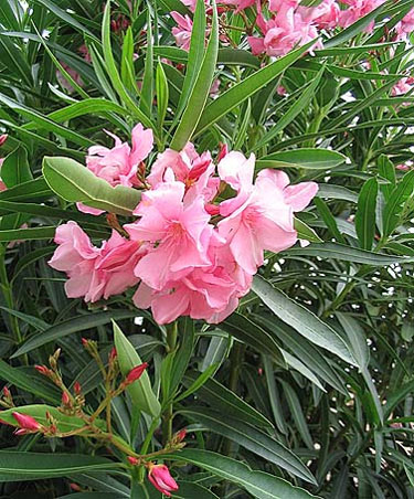 Oleander acasă