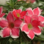 Oleander acasă