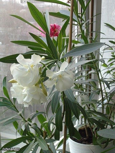 Oleander acasă