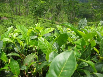 Descrierea marcajelor și calităților populare de ceai Ceylon de calitate