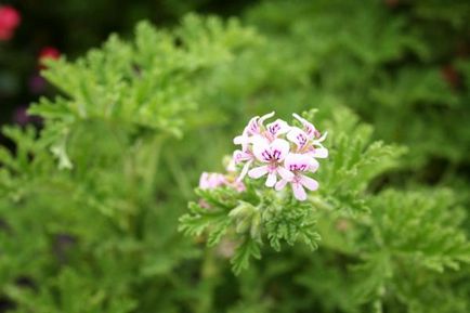 Descrierea speciilor și îngrijirea geraniums parfumate