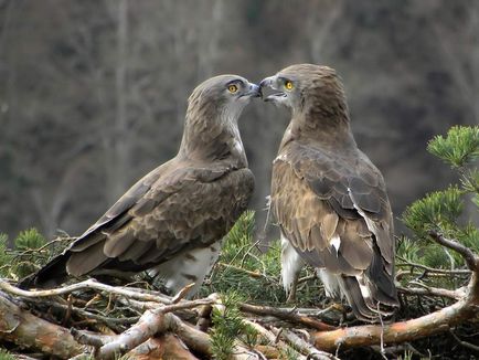 Eagle-snakehead - luptător de șerpi târâtori