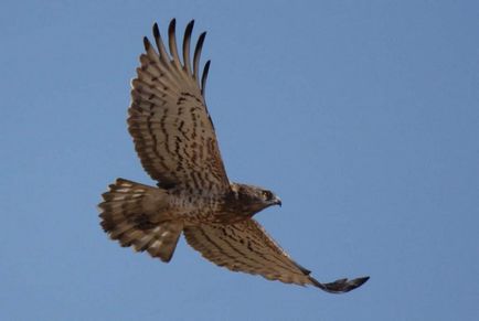 Eagle-snakehead - luptător de șerpi târâtori