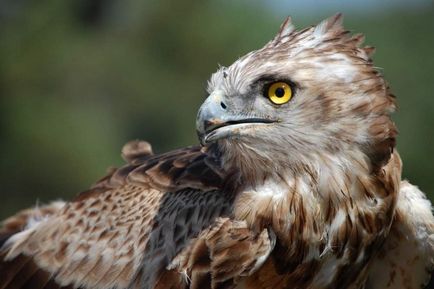 Eagle-snakehead - luptător de șerpi târâtori