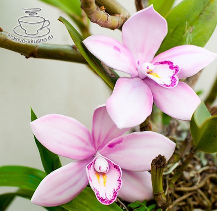 Orhidee din mastic