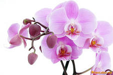 Orchideák, Virágüzlet Consulting
